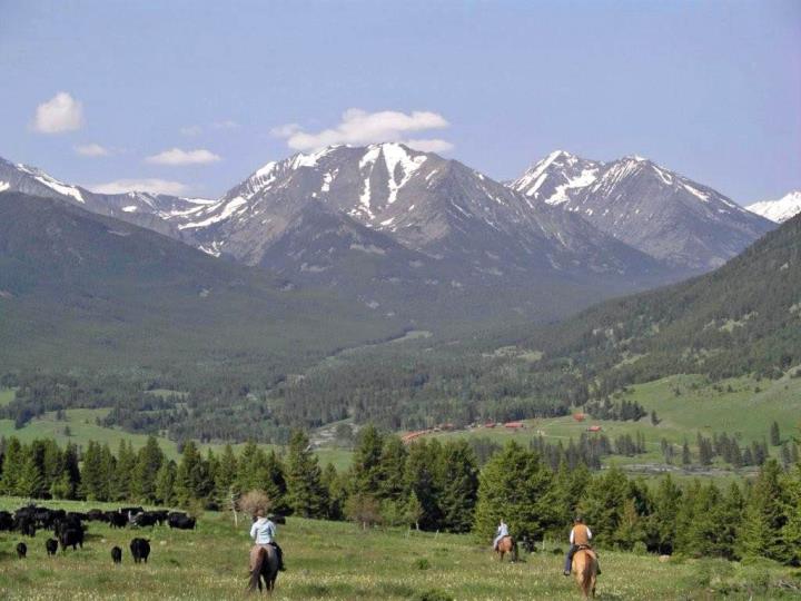 montana cattle drives
