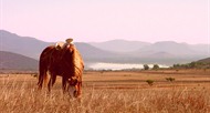 Mexico horseback riding holidays