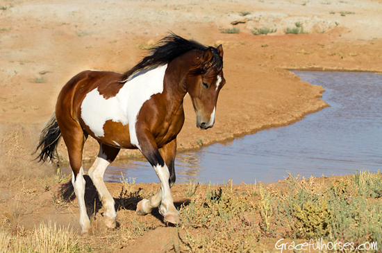 Big Horse Basin mustang in Wyoming