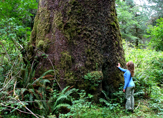 Clayoquot Wilderness Resort