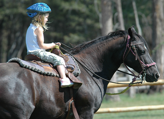Echo Valley Ranch Tennesse Walker