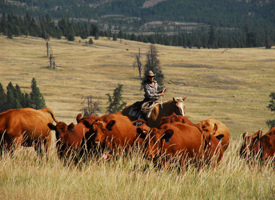 McGinnis Meadows Montana Cattle Drive