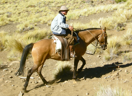 Estancia Ranquilco, Neuquen, Argentina Criollo