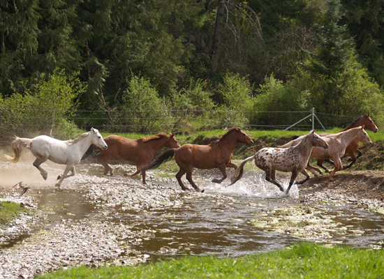 Red Horse Mountain Ranch, Idaho, USA