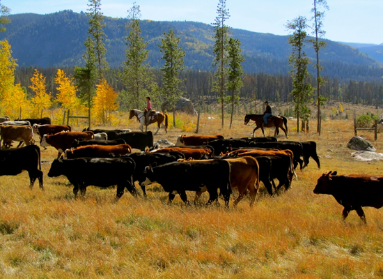 Vista Verde cattle drive