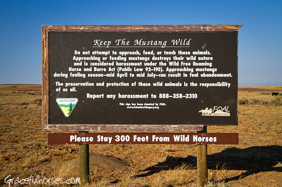 Wild mustang rules in Wyoming