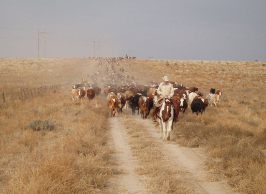 Chico Basin Ranch Horsemanship Colorado