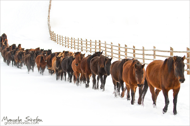 USA riding holidays