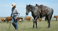 Working Ranch Vacations