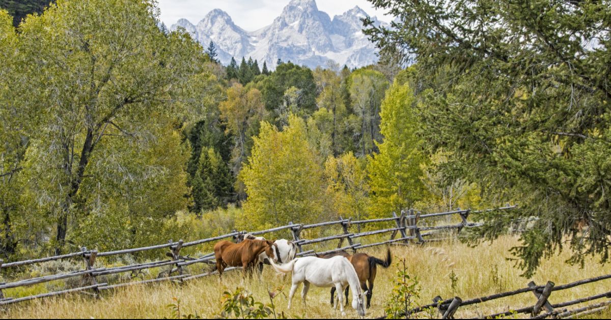 Gros Ventre River Ranch Wyoming Usa Guest Ranch Vacation