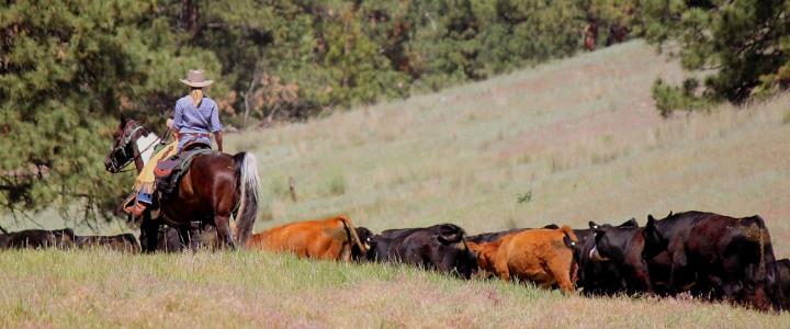 Cattle drive at Triple Creek