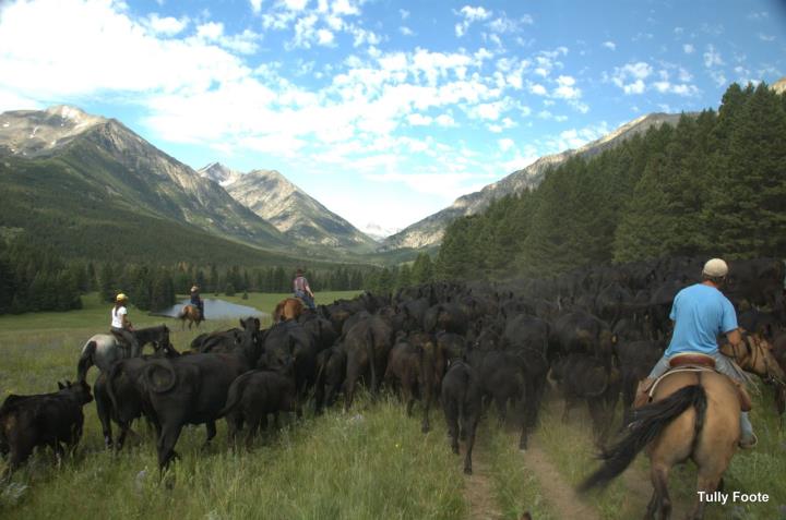 cattle drive vacations