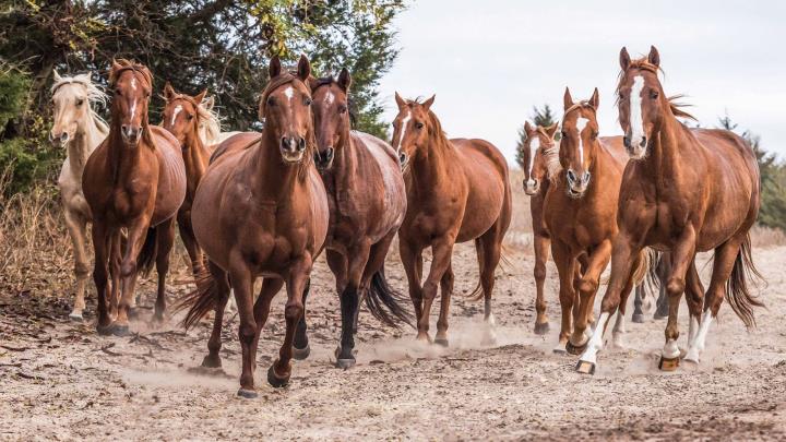 Rowse's horses