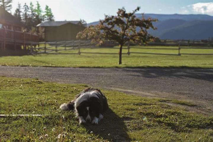 Dogs love Echo Valley Ranch