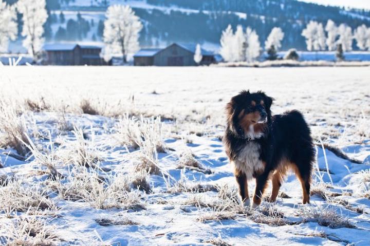 Your dog will love The Ranch at Rock Creek