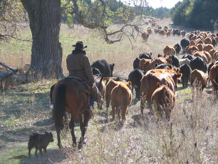 Rowse's 1+1 Ranch Nebraska Cattle Drive