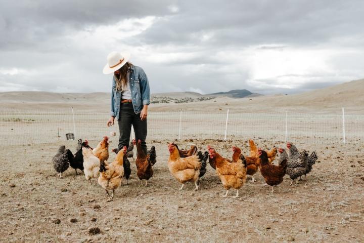 Ranch vacations to Montana