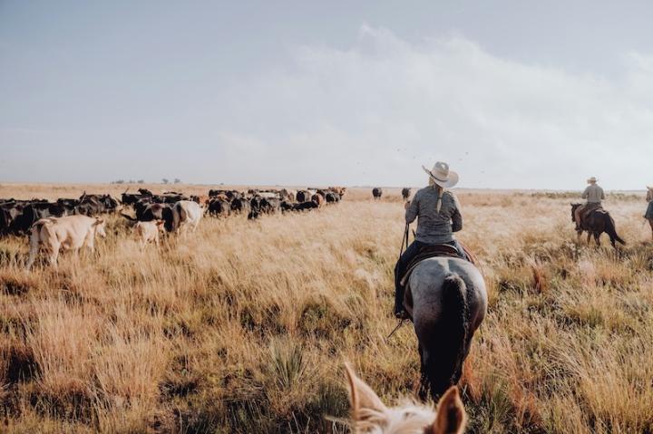 Cattle round up on a ranch vacation