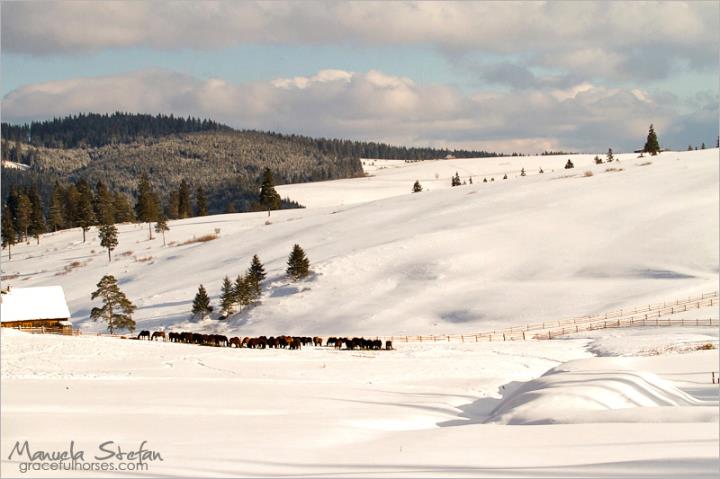 Romania horseback riding holidays