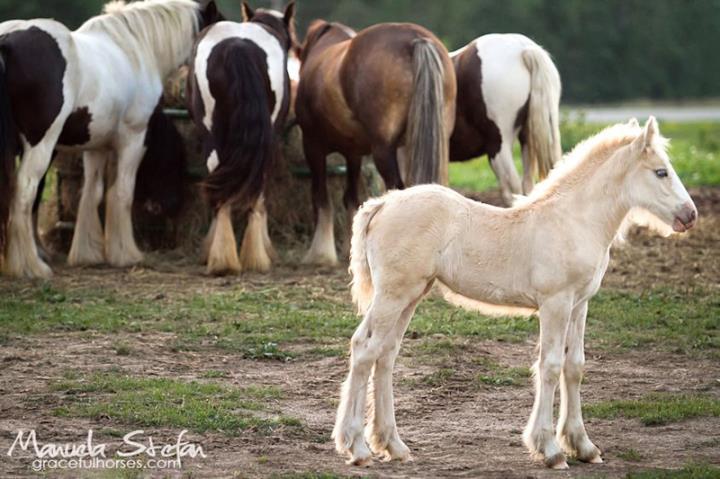 horseback riding vacations