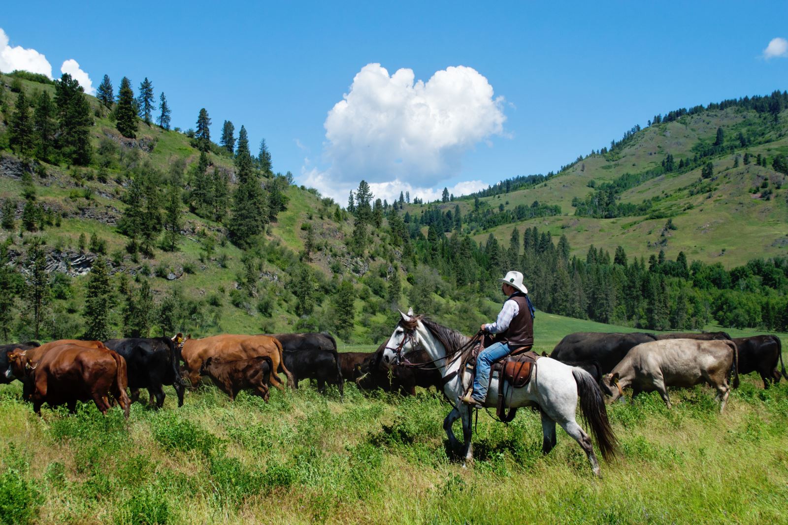 Bull Hill Guest Ranch