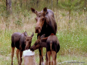 National Parks are close to Gros Ventre River Ranch