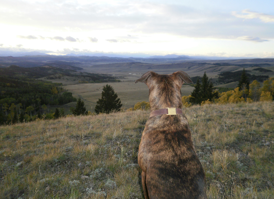 Badger Creek Ranch Colorado USA Forestry