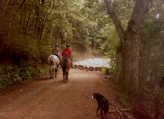 Beaumont High Country Experience Southland New Zealand Forestry