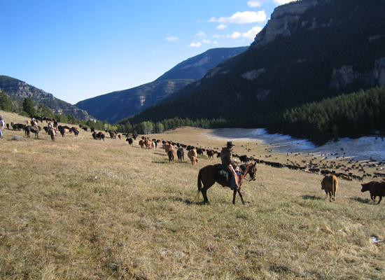 Double Rafter Cattle Horsemanship Wyoming