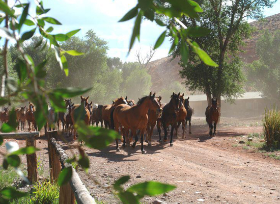 Lazy L&B Ranch horses running