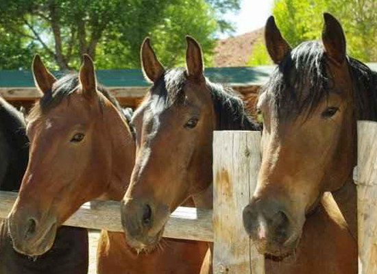 Lazy L&B Ranch horses