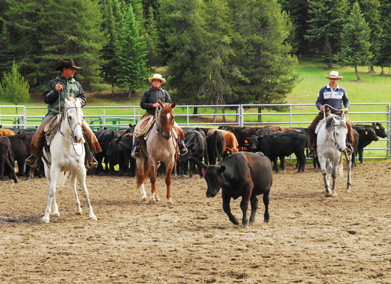 McGinnis Meadows Montana Horsemanship