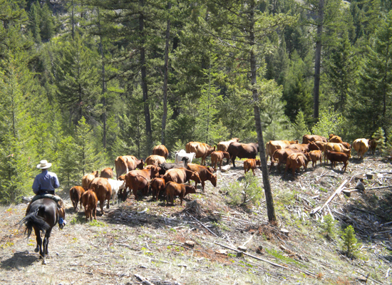 McGinnis Meadows, Montana, USA Forestry