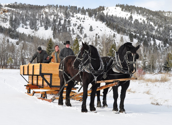 Percherons at the Ranch at Rock Creek