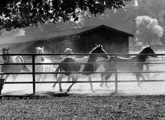 Alisal Ranch and Resort horses