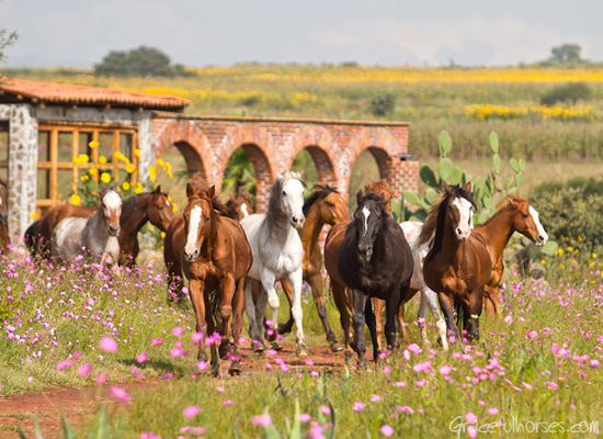 Rancho Las Cascadas horses Manuela Stefan