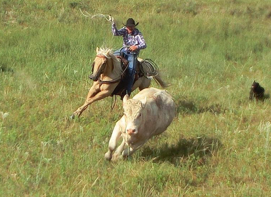 Rowse 1+1 roping cattle Nebraska