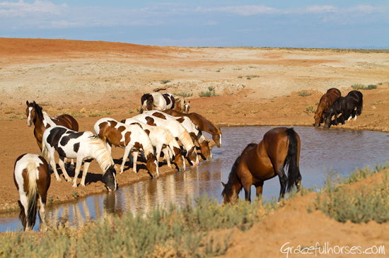 White mustangs at water hole Wyoming