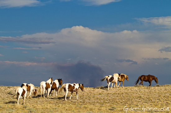 Wyoming wild mustangs