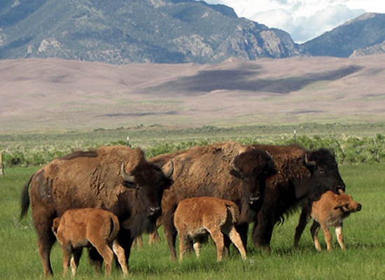 Bison on Zapata Ranch