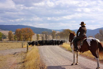 montana cattle drive