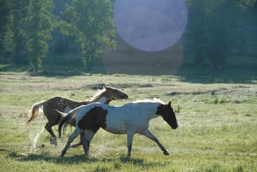 horseback riding holidays