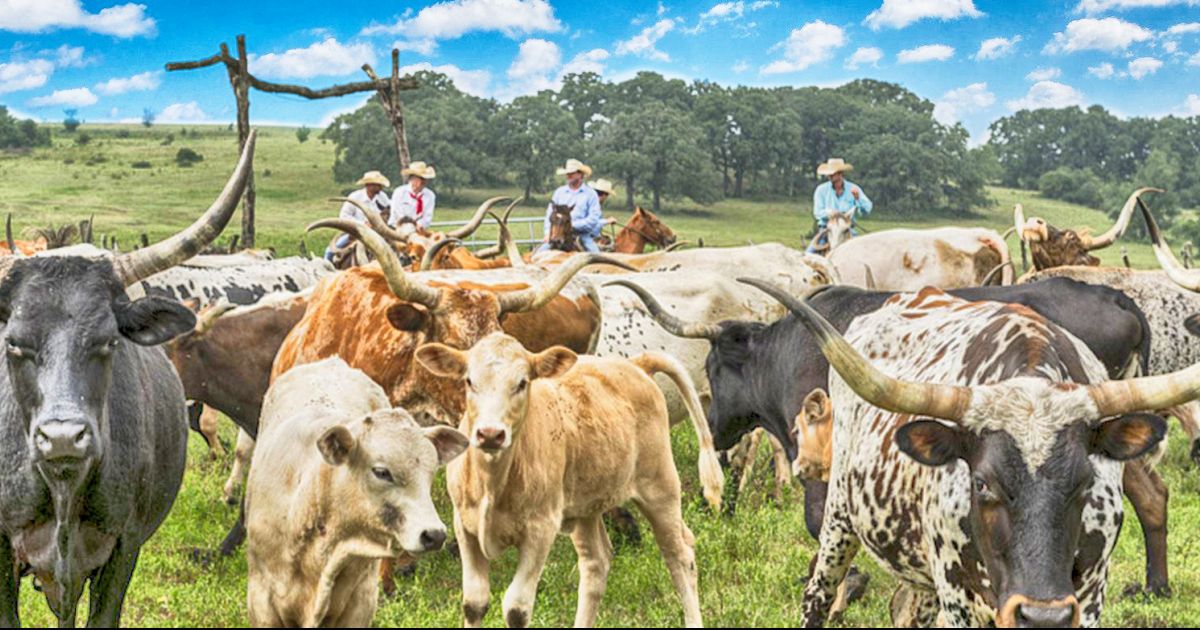 Affordable Dude Ranch Vacations Top10 Best Value Ranches Top50 Ranches